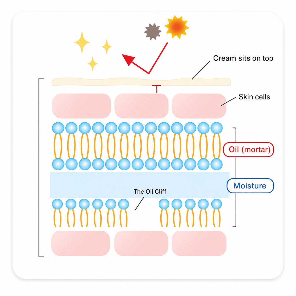 Two-panel educational diagram, same warm illustration style as the earlier gland diagram. Panel 1, 'A cream': water drop