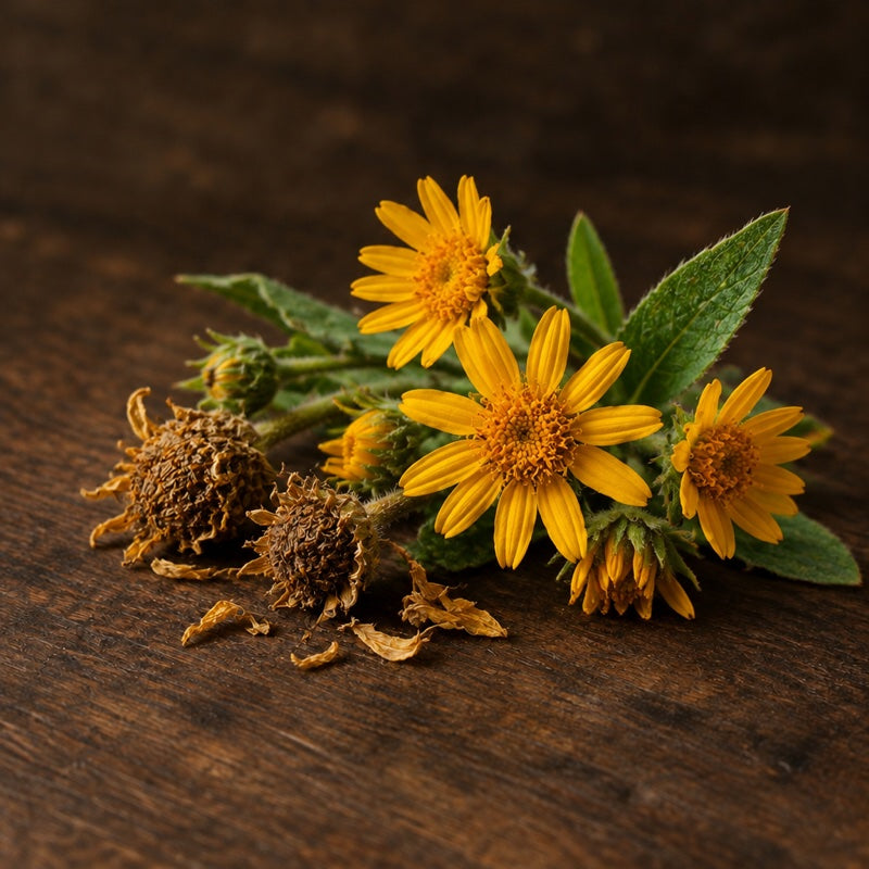 Arnica flowers