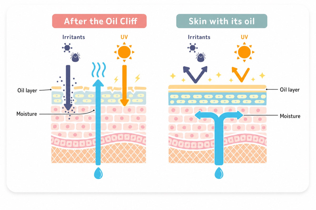 Simple two-panel diagram, warm illustration style, not clinical. Left: a cross-section of skin at 30 with a plump sebace