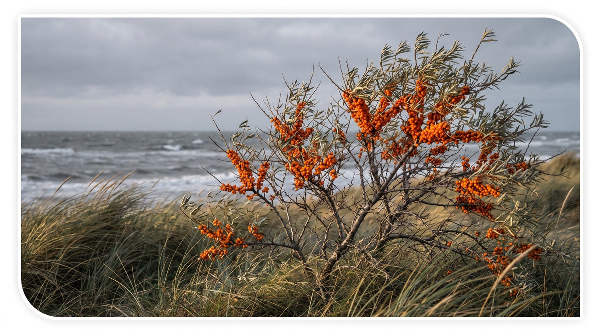 Wide, cinematic photo of a sea buckthorn shrub on a cold northern coast: bare gray branches heavy with clusters of vivid