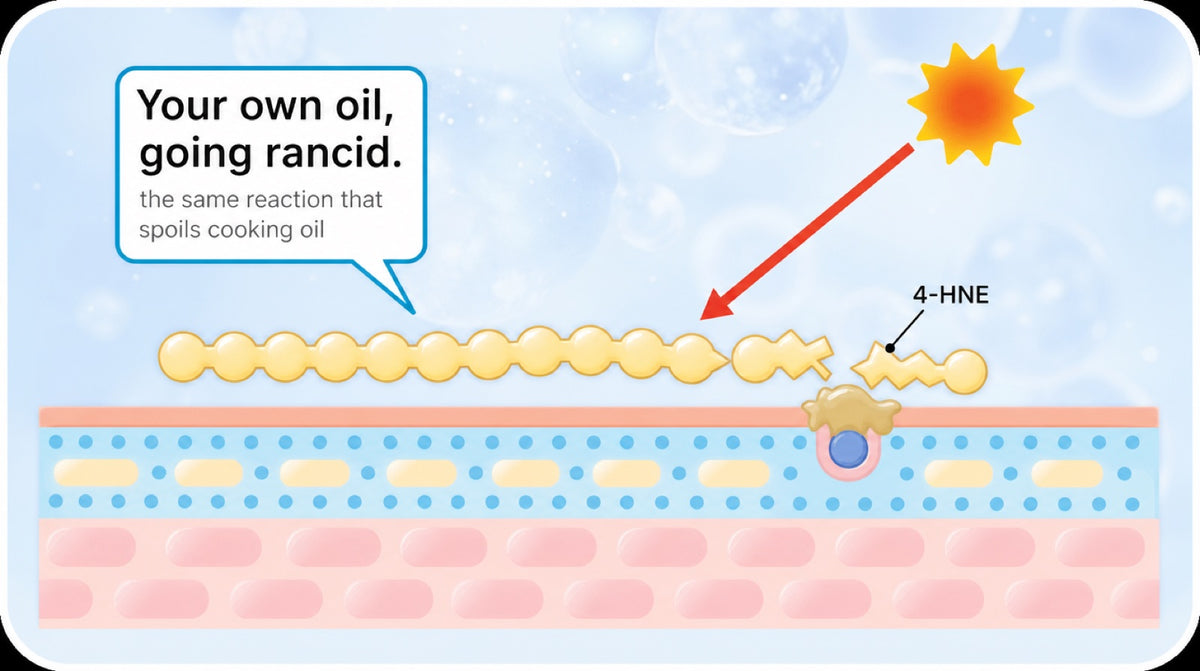 Diagram in the brand illustration style: a healthy fatty-acid chain on the left, then sun rays and oxygen molecules stri