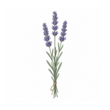 ing-lavender.png