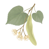 ing-linden.png