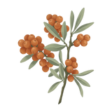 ing-sea-buckthorn.png