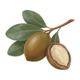 ing-shea.png